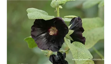 Gartenbaumschule Becker