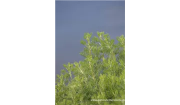 Gartenbaumschule Becker