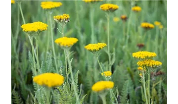 Gartenbaumschule Becker