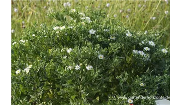 Gartenbaumschule Becker