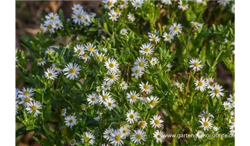 Gartenbaumschule Becker