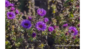 Gartenbaumschule Becker