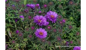 Gartenbaumschule Becker