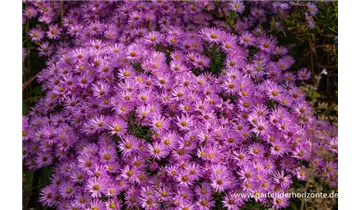 Gartenbaumschule Becker