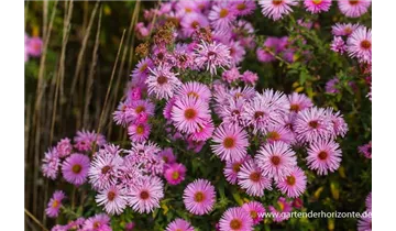 Gartenbaumschule Becker