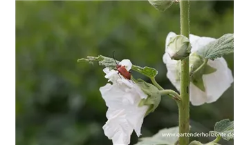 Gartenbaumschule Becker