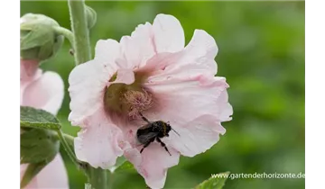 Gartenbaumschule Becker