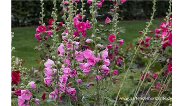 Gartenbaumschule Becker