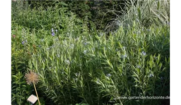 Gartenbaumschule Becker