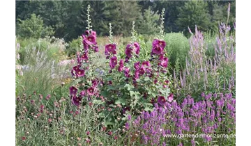 Gartenbaumschule Becker