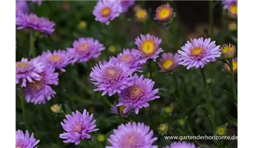 Gartenbaumschule Becker