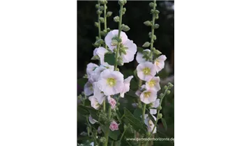 Gartenbaumschule Becker