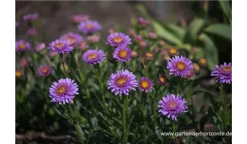 Gartenbaumschule Becker