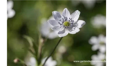 Gartenbaumschule Becker