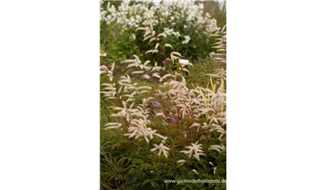 Gartenbaumschule Becker