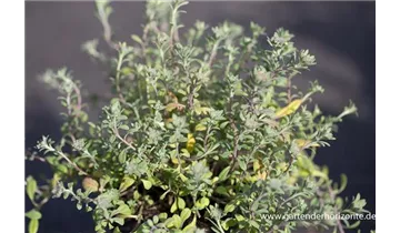 Gartenbaumschule Becker