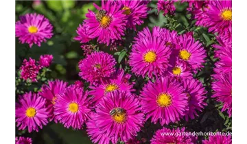 Gartenbaumschule Becker