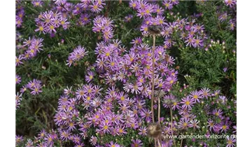 Gartenbaumschule Becker