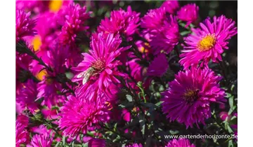 Gartenbaumschule Becker