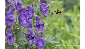 Gartenbaumschule Becker