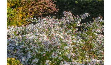 Gartenbaumschule Becker