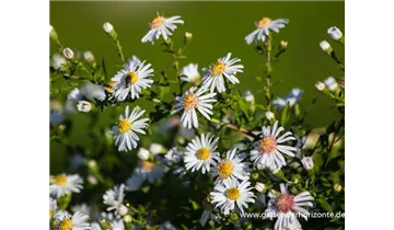 Gartenbaumschule Becker