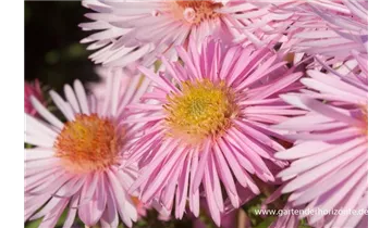 Gartenbaumschule Becker