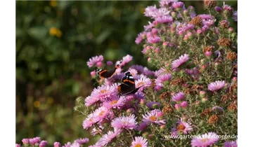 Gartenbaumschule Becker