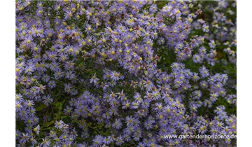 Gartenbaumschule Becker