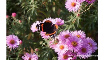 Gartenbaumschule Becker