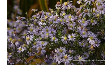 Gartenbaumschule Becker