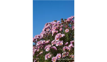 Gartenbaumschule Becker