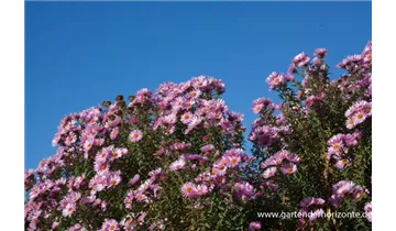 Gartenbaumschule Becker