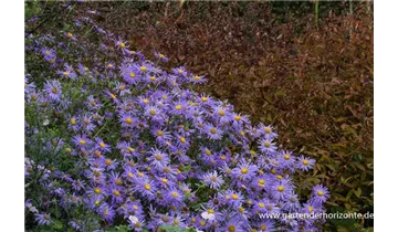 Gartenbaumschule Becker