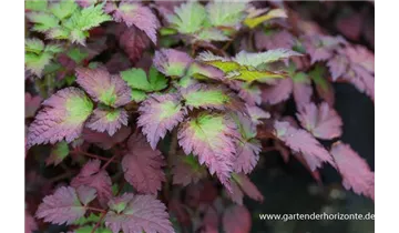 Gartenbaumschule Becker