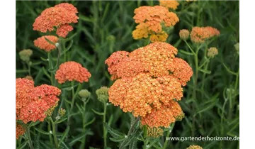 Gartenbaumschule Becker