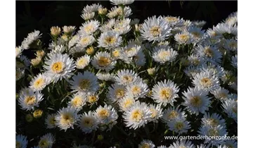 Gartenbaumschule Becker