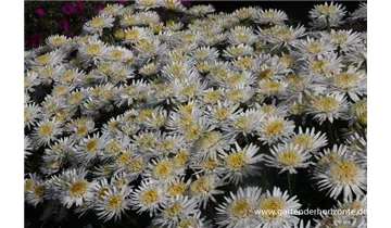 Gartenbaumschule Becker