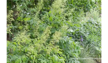 Gartenbaumschule Becker