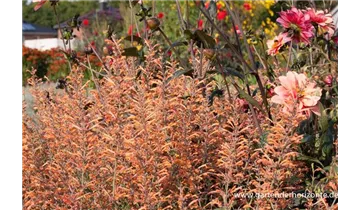 Gartenbaumschule Becker
