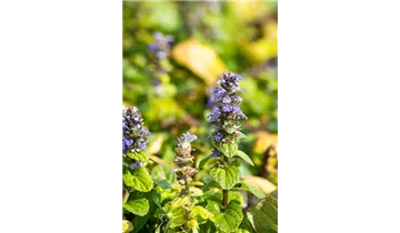 Gartenbaumschule Becker