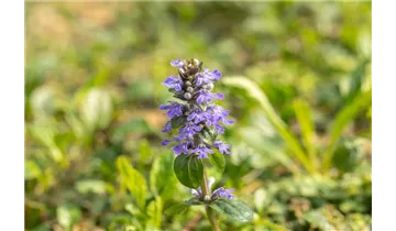 Gartenbaumschule Becker