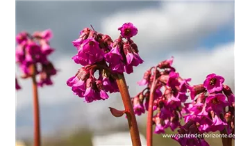 Gartenbaumschule Becker
