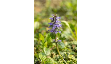 Gartenbaumschule Becker