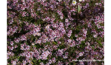 Gartenbaumschule Becker
