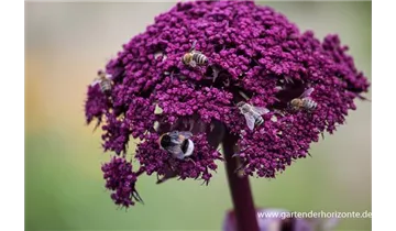 Gartenbaumschule Becker