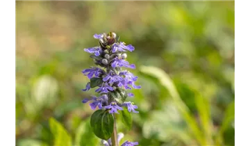 Gartenbaumschule Becker