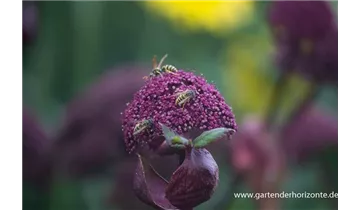 Gartenbaumschule Becker