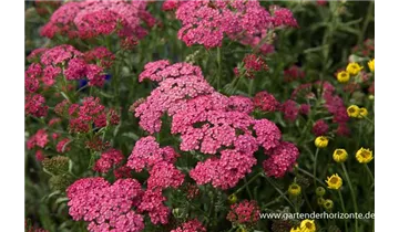 Gartenbaumschule Becker