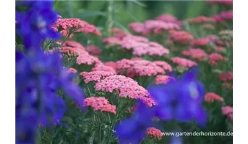 Gartenbaumschule Becker